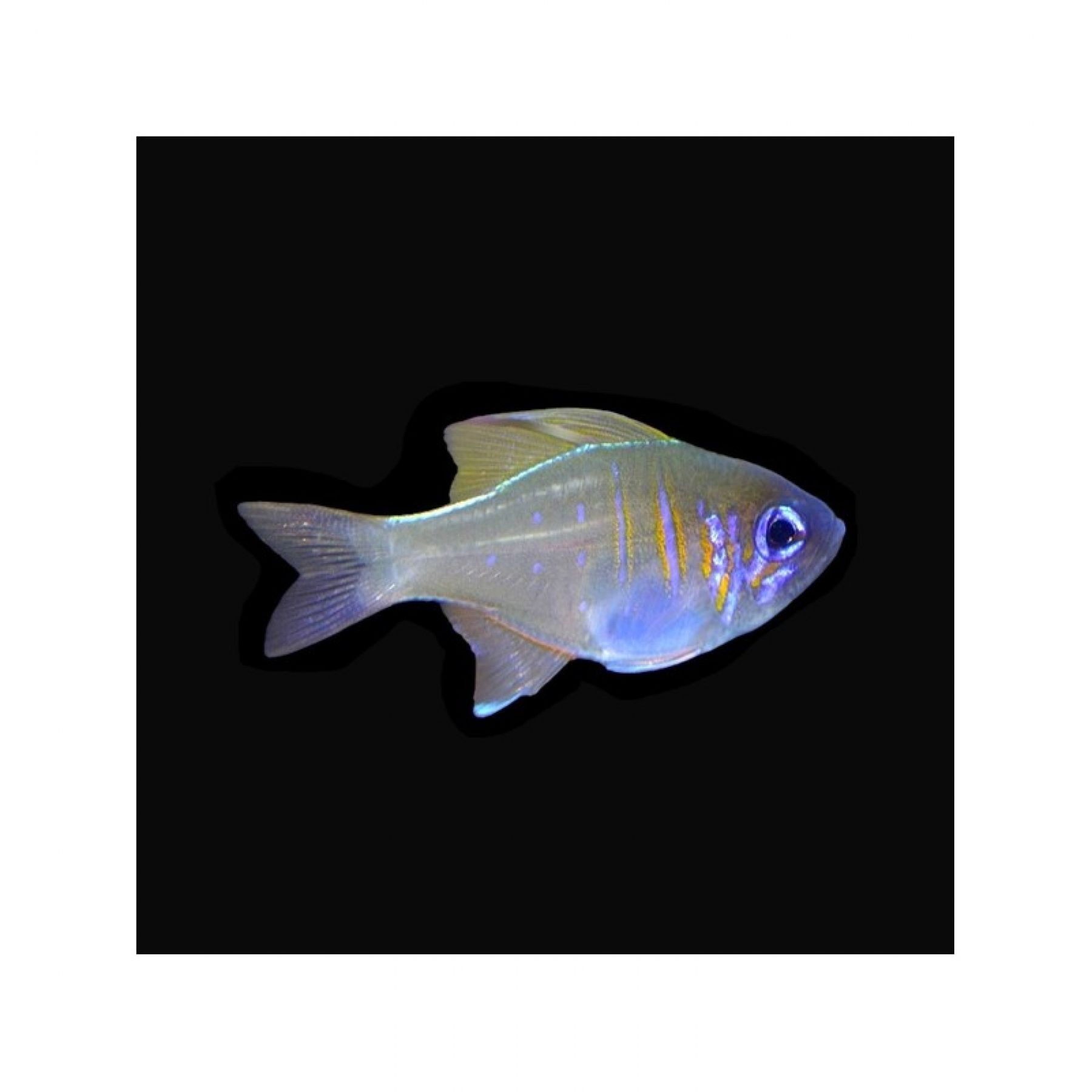 Zoramia leptacanthus Fadenflossen-Kardinalbarsch